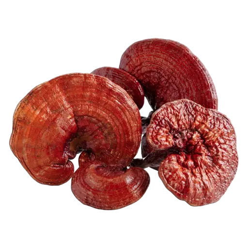 ช่วยชะลอปัญหาของเส้นผมที่อาจจะเกิดขึ้นได้ก่อนวัยอันควร และยังช่วยเพิ่มการไหลเวียนของโลหิตได้อีกด้วย